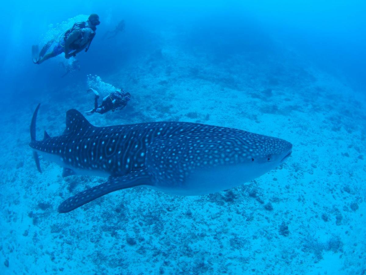 Atollkey Hotel Dhigurah  Eksteriør billede
